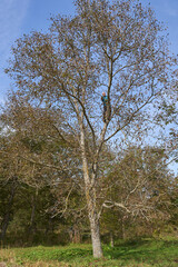 Obraz premium Farmer harvesting walnuts