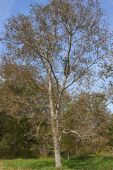 Fototapeta premium Farmer harvesting walnuts