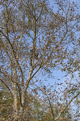 Farmer harvesting walnuts