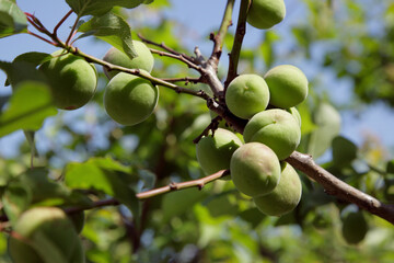 梅の実（豊後）