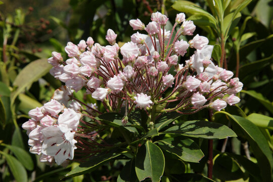 ツツジ科カルミア属 の画像 147 件の Stock 写真 ベクターおよびビデオ Adobe Stock