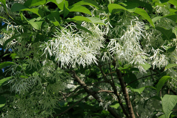 Naklejka premium アメリカヒトツバタゴ