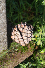 Pine cone lies on a concrete wall with moss in the sun