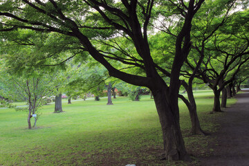 いろはもみじの並木