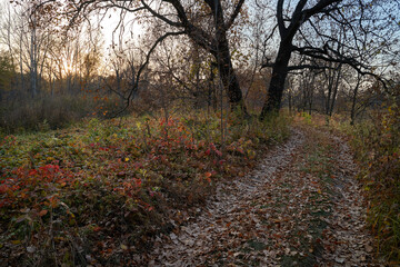 Naklejka premium Autumn view of the lake, in the forest with Golden leaves . Autumn time in the forest. Autumn.