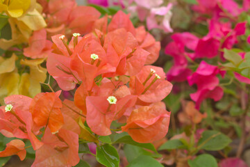 red and yellow flower, Paper flower, Bougainvillea glabra Choisy

