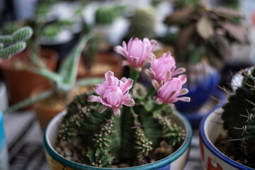 Beautiful blooming cactus flower,vintage tone