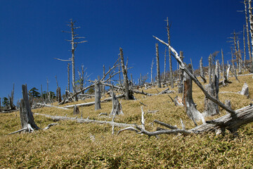 立ち枯れのトウヒとイトザサの原