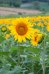 Obraz premium Sunflower natural background. Sunflower blooming. Close-up of sunflower.