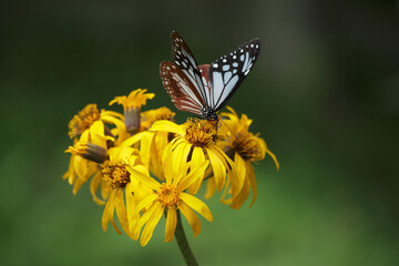 マルバダケブキとアサギマダラ