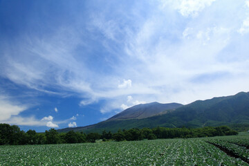 Fototapeta na wymiar 高原キャベツ畑と浅間山