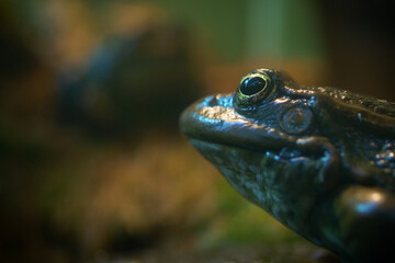 Mission golden-eyed tree frog or Amazon milk frog (Trachycephalus resinifictrix) is a large species of arboreal frog . It is sometimes referred to as the blue milk frog.