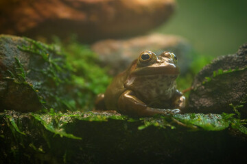 Obraz premium Mission golden-eyed tree frog or Amazon milk frog (Trachycephalus resinifictrix) is a large species of arboreal frog . It is sometimes referred to as the blue milk frog.