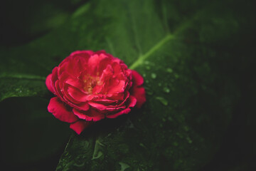 Beautiful red rose in green leaf romantic background .