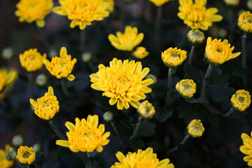 Korean chrysanthemum flowers of autumn
