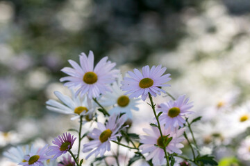 Korean chrysanthemum flowers of autumn
