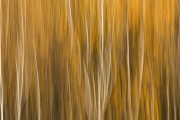 Abstract motion blur yellow background of birch trees in an autumn forest