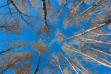 Autumn crowns of birches
