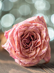 Dried rose flower on wood background with beautiful bokeh.