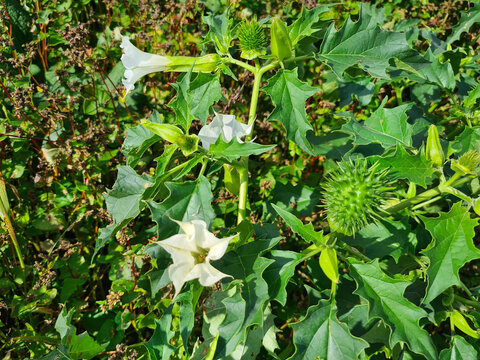 Botany, Thorn Apple