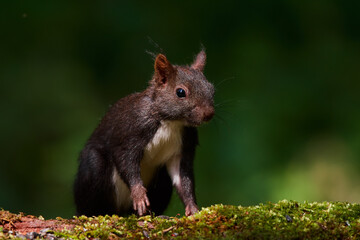 Red squirrel ,,Sciurus vulgaris,, in deep danube forest in summer, Slovakia, Europe