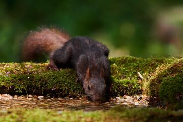 Red squirrel ,,Sciurus vulgaris,, in deep danube forest in summer, Slovakia, Europe