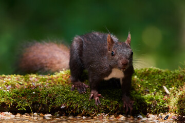 Red squirrel ,,Sciurus vulgaris,, in deep danube forest in summer, Slovakia, Europe