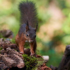 Naklejka na ściany i meble Red squirrel ,,Sciurus vulgaris,, in deep danube forest in summer, Slovakia, Europe
