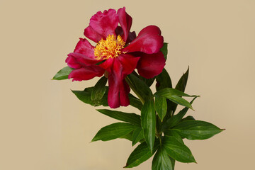 Beautiful red peony with a yellow center isolated on a beige background.