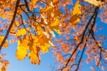 Autumn leaves with blue sky background. Autumn foliage in the park..