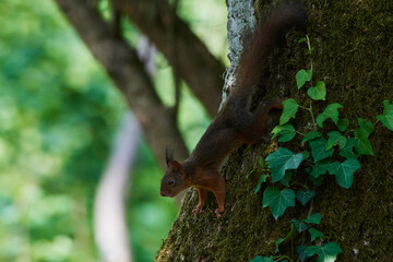 Red squirrel ,,Sciurus vulgaris,, in deep danube forest in summer, Slovakia, Europe