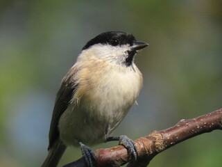 Marsh tit (Poecile palustris) perching on a beautiful tree branch. Beautiful marsh tit standing towards the edge of a tree branch, with beautiful blurry clear light and dark natural green background.