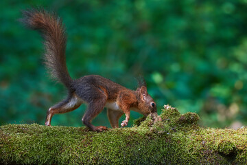 Red squirrel ,,Sciurus vulgaris,, in deep danube forest in summer, Slovakia, Europe