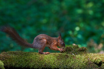 Red squirrel ,,Sciurus vulgaris,, in deep danube forest in summer, Slovakia, Europe
