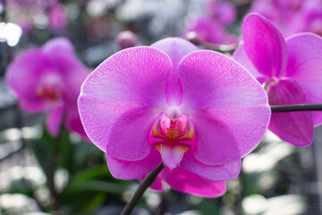 Close-up of a beautiful orchid 12