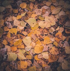 autumn leaves background