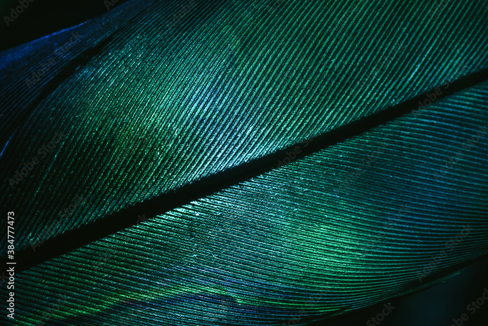 Poster close up beautiful green bird feather background pattern texture for design. macro photography view.