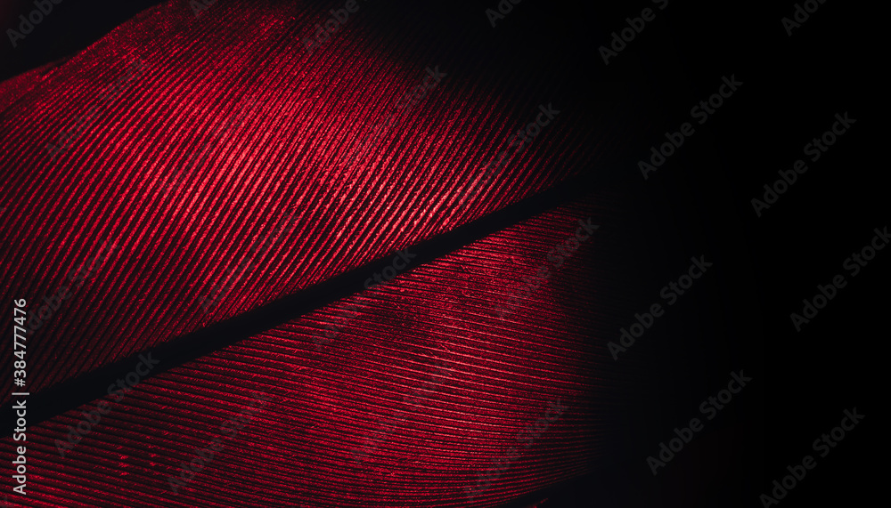 Poster Close up Beautiful RED Bird feather background pattern texture for design. Macro photography view..