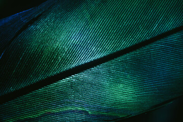 Close up Beautiful GREEN Bird feather background pattern texture for design. Macro photography...