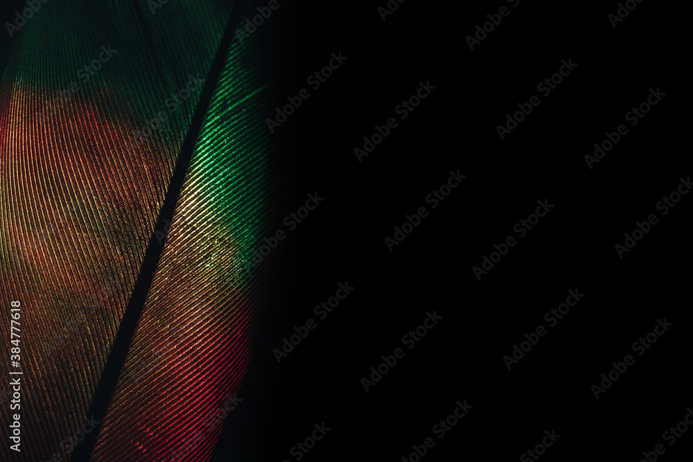Poster Close up Beautiful colorful Bird feather background pattern texture for design. Macro photography view..