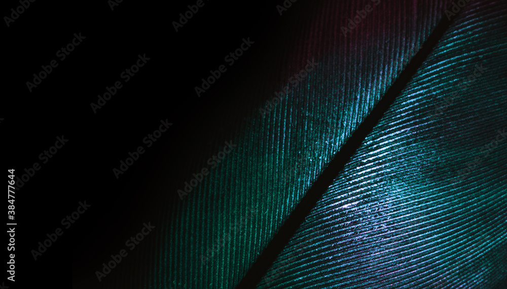 Poster Close up Beautiful colorful Bird feather background pattern texture for design. Macro photography view..