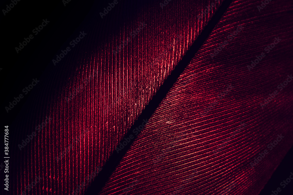 Poster Close up Beautiful RED Bird feather background pattern texture for design. Macro photography view..