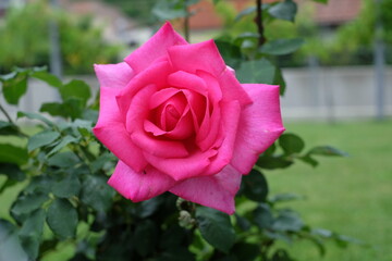 rose pink