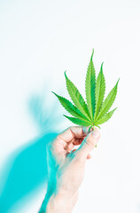 Male hand holding green hemp or marijuana leaf in neon studio light, top view