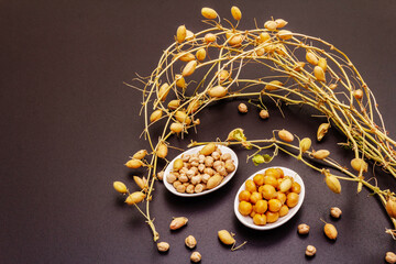 Dry and boiled chickpeas in ceramic bowls and it's own branches