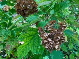 brown flowers in autumn 