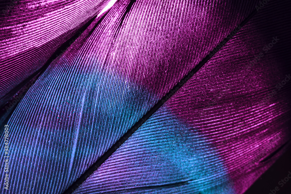 Poster close up beautiful colorful bird feather background pattern texture for design. macro photography vi