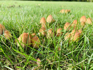 Pilze auf Wiese