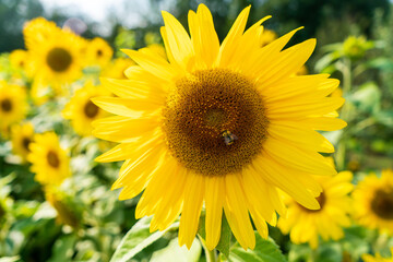 Bee Collecting Pollen on a Sunflower