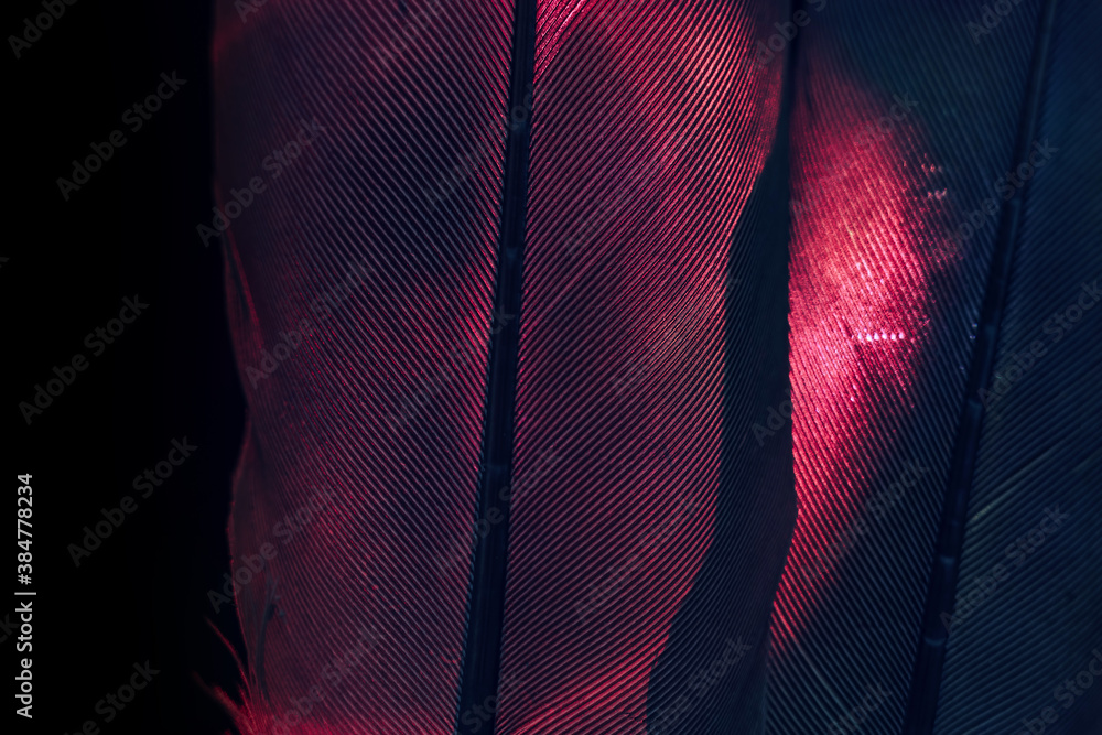 Aufkleber Bird red feather. Beautiful background texture pattern for design. Macro photography view..